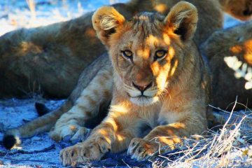 namibie