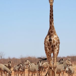 namibie
