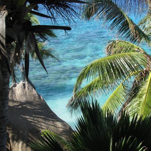 palmiers seychelles