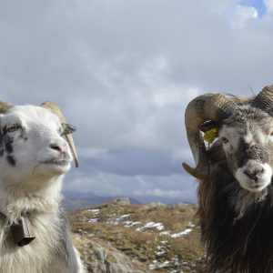 norvege