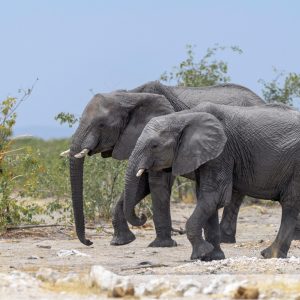 namibie